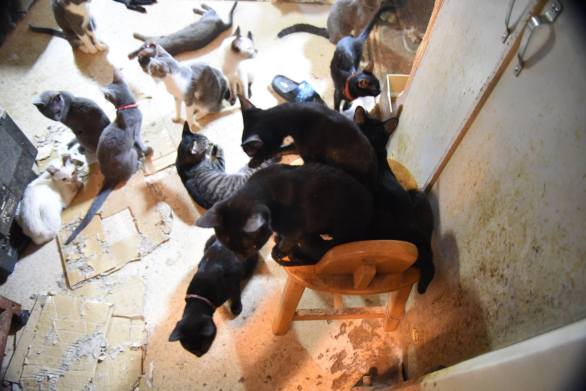 21082921_1229481327155873_9182882428975489191_o