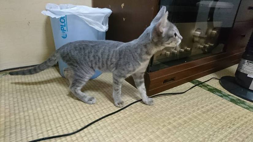 21369471_878529262323558_1964904529770465810_n