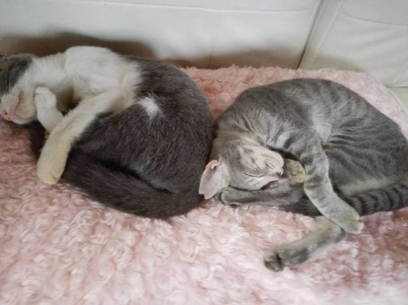 21430210_878529675656850_1495826703888512879_n