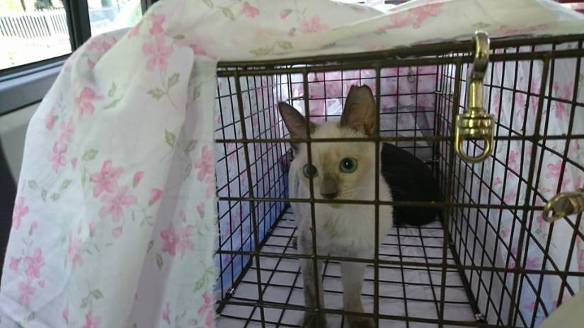 21430281_878529225656895_5251970148066450321_n