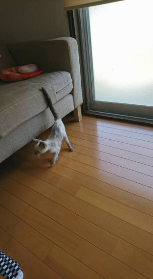 21462770_878529492323535_6549864976280133858_n