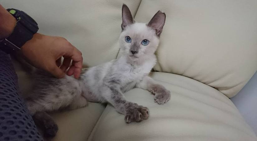 21463406_878529628990188_739255111509341665_n