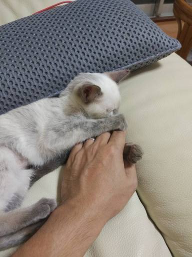 21740381_879913898851761_4833586154052104706_n