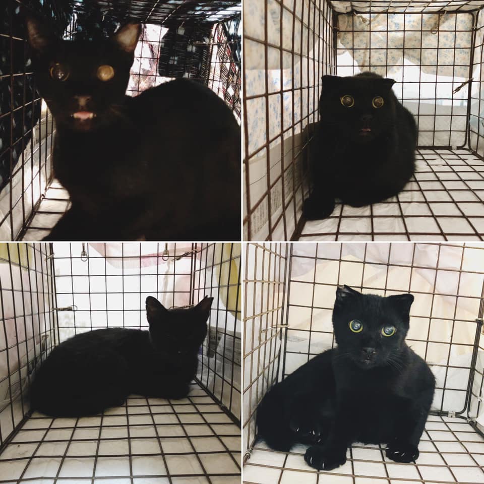 70622930_1386212211555258_2331292425609281536_n