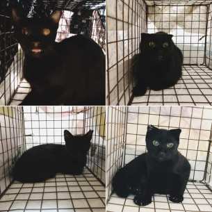 70622930_1386212211555258_2331292425609281536_n