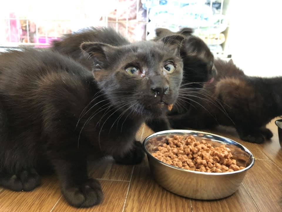 70928072_1386211188222027_5520443696023076864_n