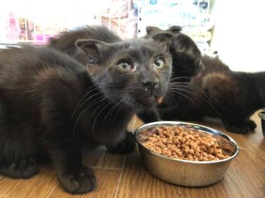 70928072_1386211188222027_5520443696023076864_n