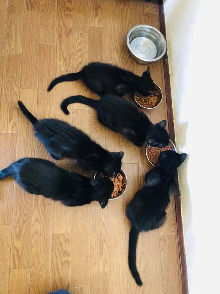 71098791_1386211161555363_3059455545976029184_n