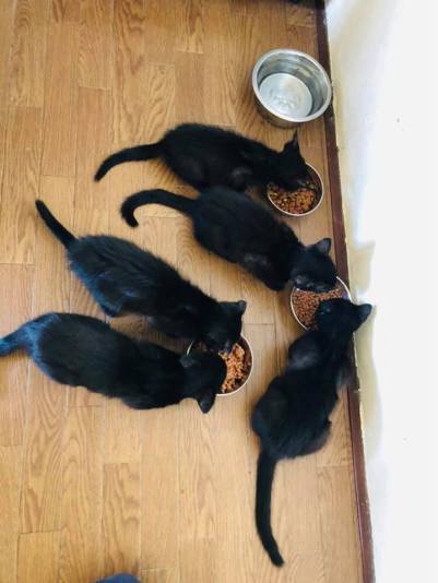 71098791_1386211161555363_3059455545976029184_n