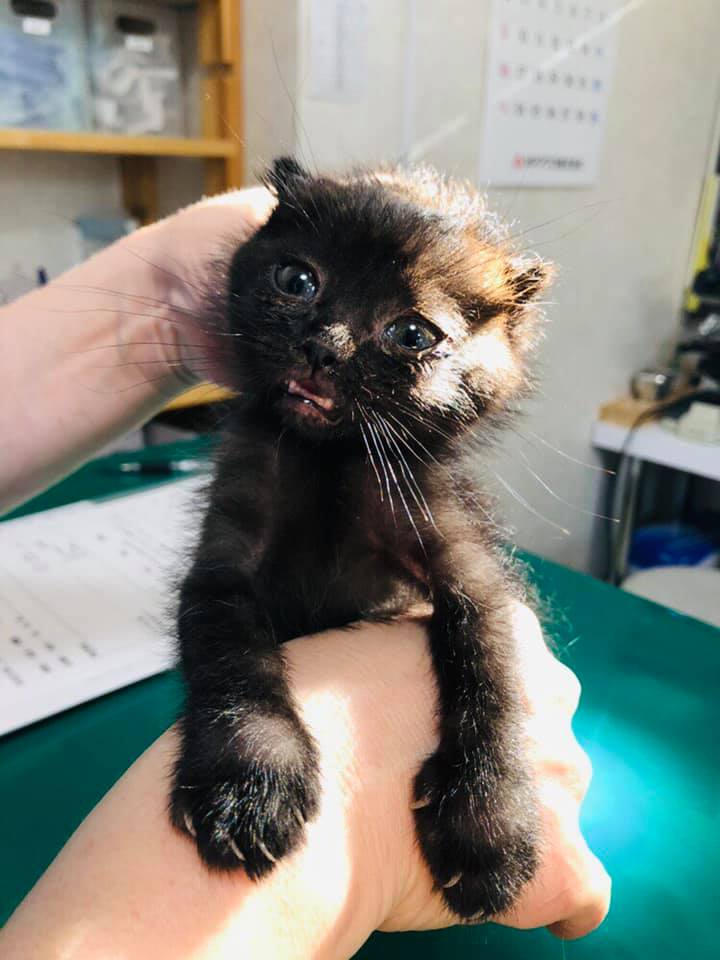 71109928_1386212284888584_8941723448976080896_n