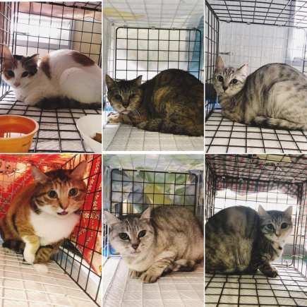 89651461_1557146697795141_2821460099455778816_n